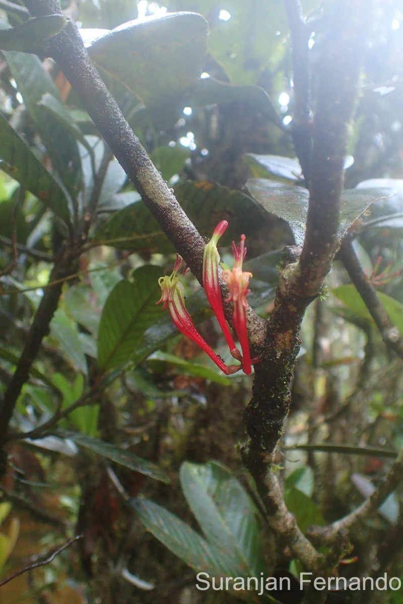 Dendrophthoe lonchiphylla (Thwaites) Danser